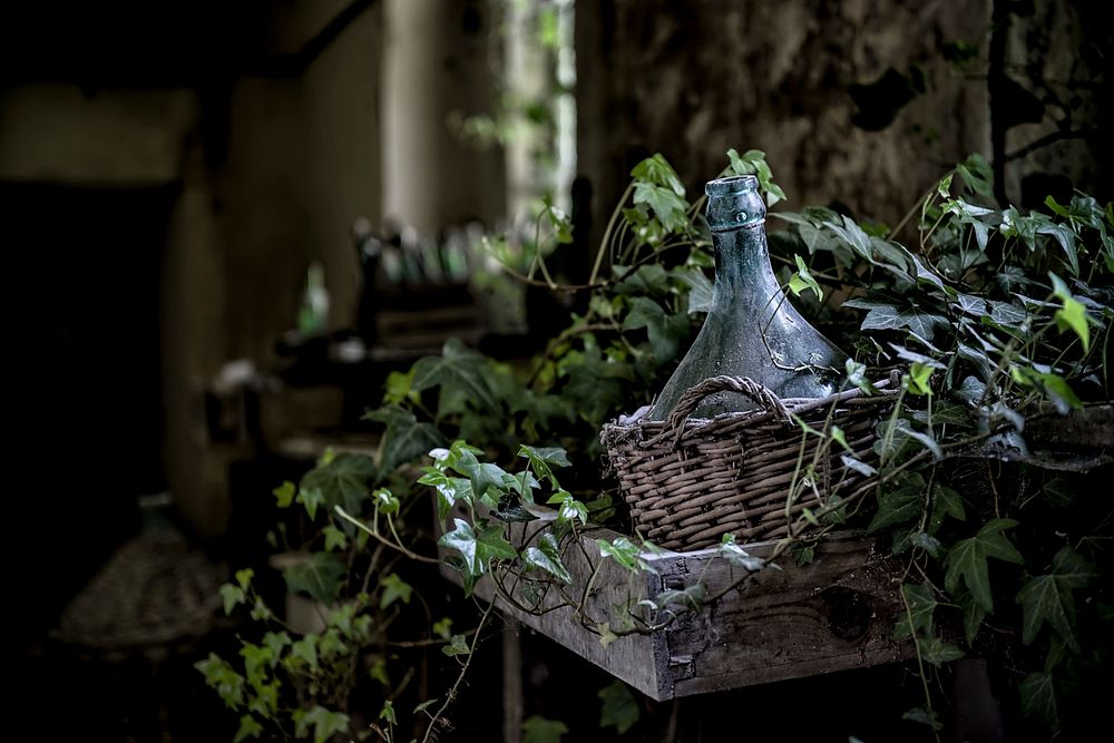 Demijohn surrounded by ivy in a crate hanging from a wall. Original public domain image from Wikimedia Commons