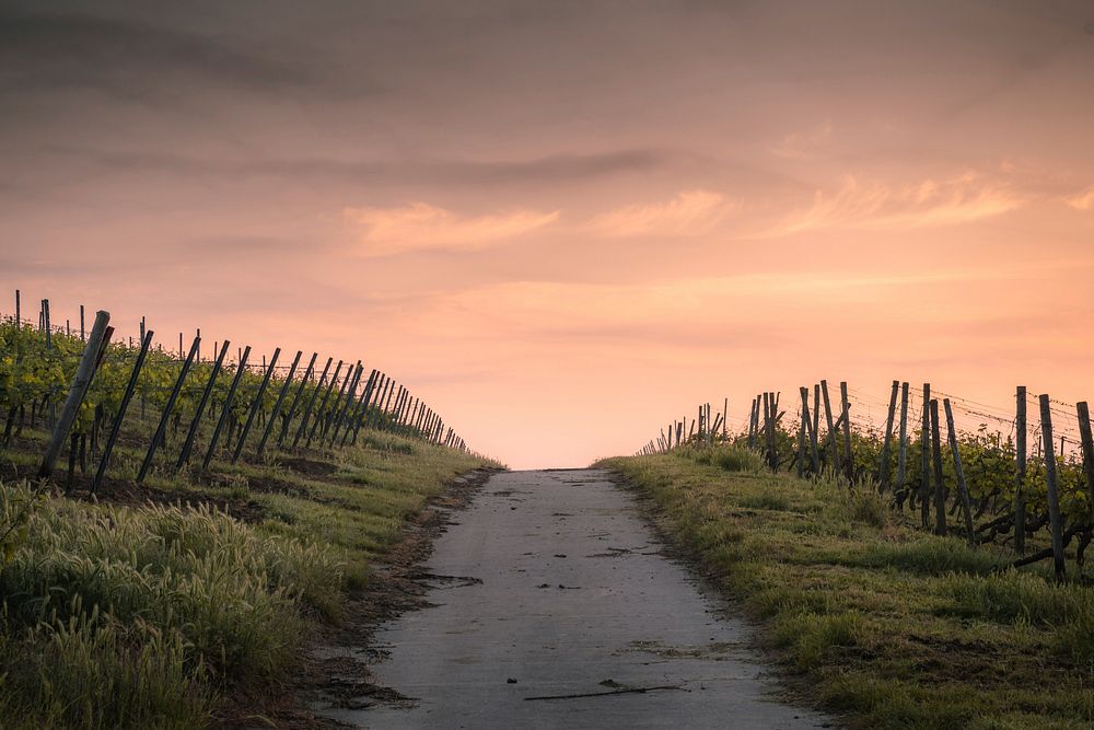 Pathway between fence and grasses in Dienheim, Germany. Original public domain image from Wikimedia Commons