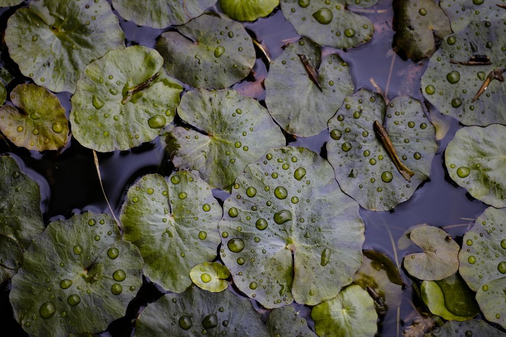 Lily pads cover the surface of a calm pond. Original public domain image from Wikimedia Commons