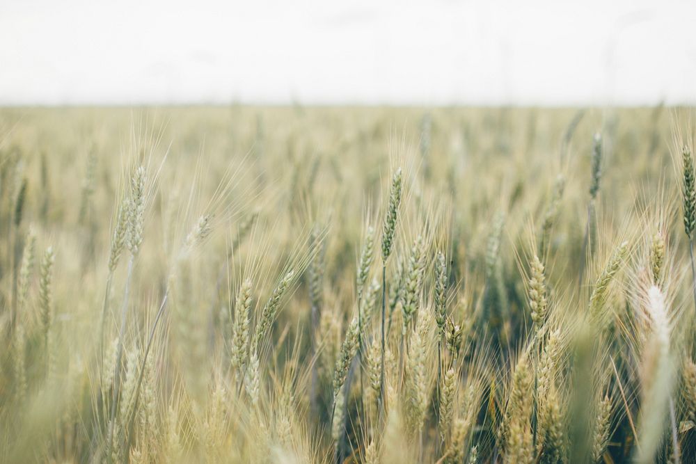 Field of wheat and corn cover a lush farm field. Original public domain image from Wikimedia Commons