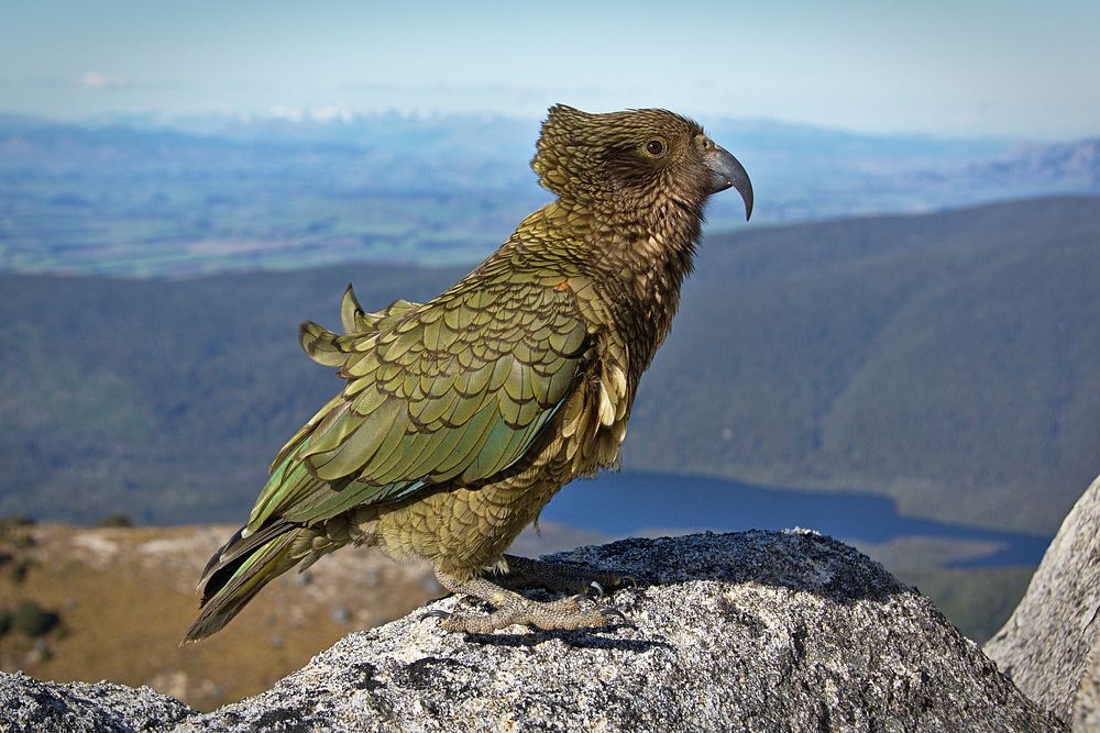 Green wild parrot perched atop a mountain rock in Titiroa. Original public domain image from Wikimedia Commons