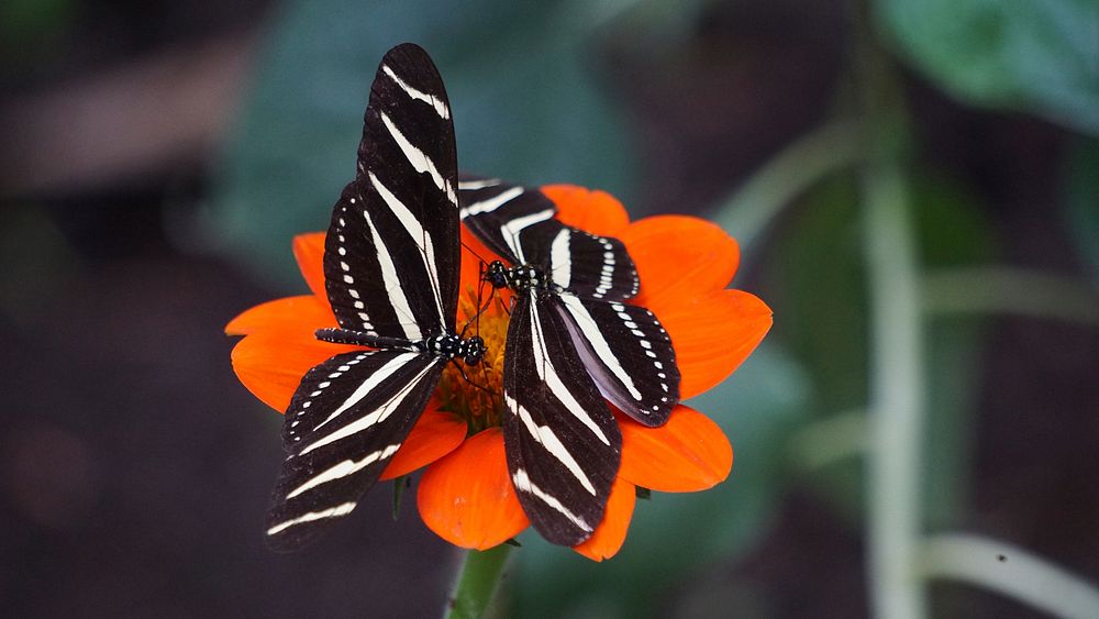 Two black butterflies with white stripes on their wings on a deep orange flower. Original public domain image from Wikimedia…