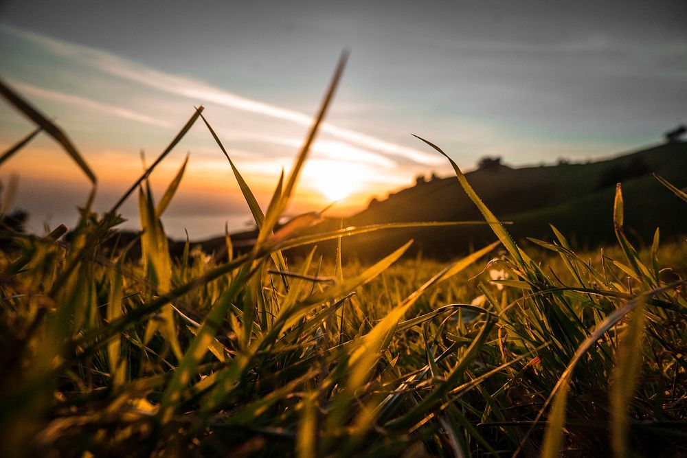 Green plant during sunset. Original public domain image from Wikimedia Commons