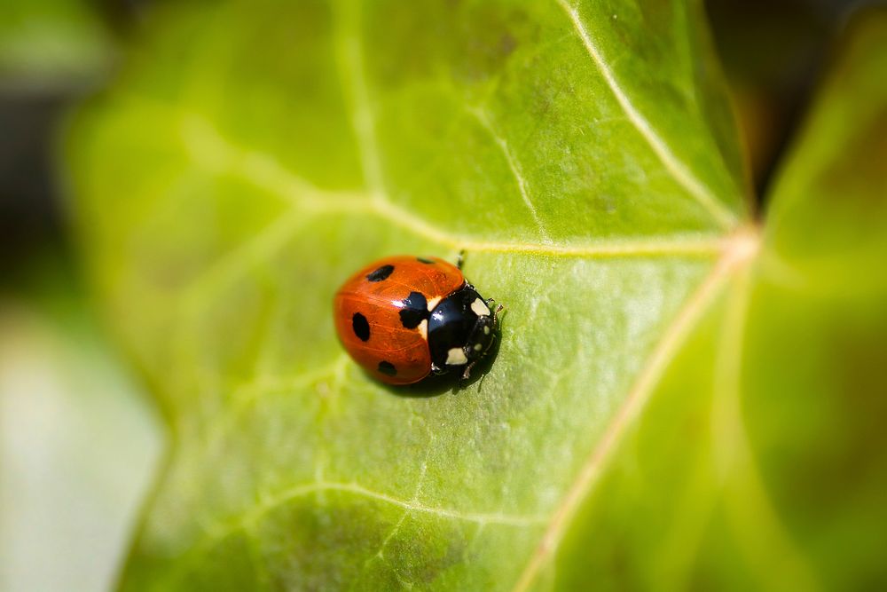 Macro shot of red ladybug on green leaf. Original public domain image from Wikimedia Commons
