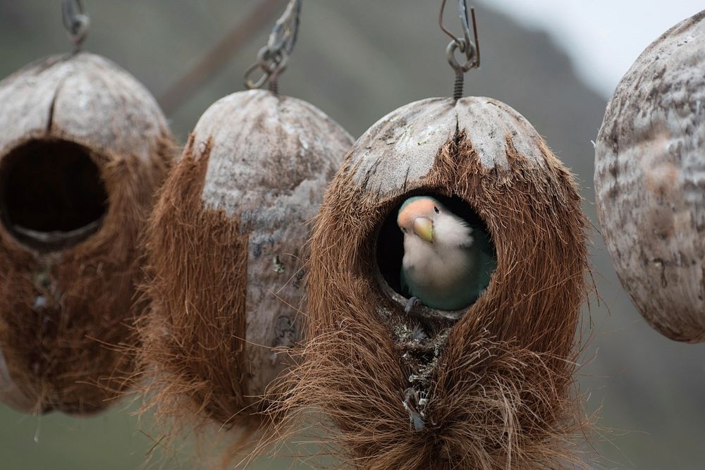 Bird poking its head out of hairy coconut perch nest window. Original public domain image from Wikimedia Commons