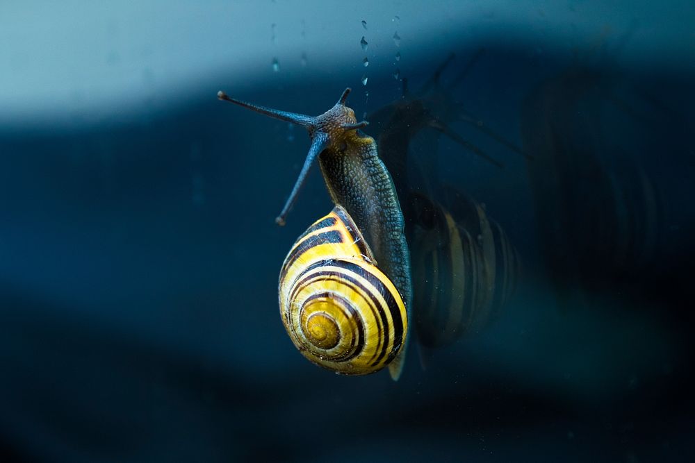 Snail with a yellow striped spiral shell ascends window with water drops. Original public domain image from Wikimedia Commons