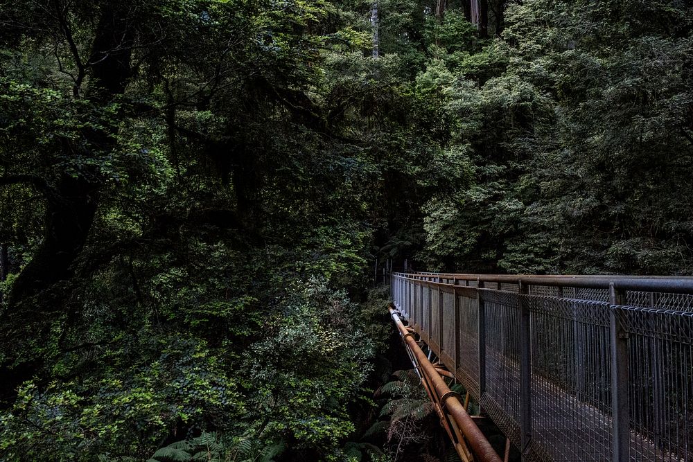 A metal suspension bridge in a forest. Original public domain image from Wikimedia Commons