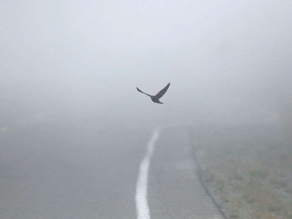 Single bird flies through the fog over a rural road. Original public domain image from Wikimedia Commons