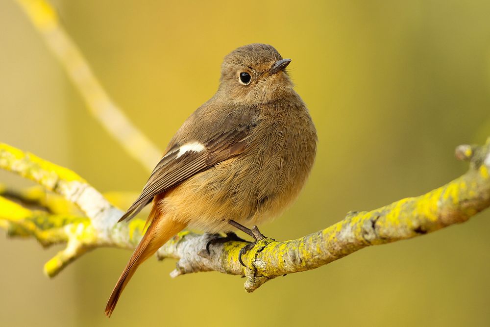 Brown bird on branch. Original public domain image from Wikimedia Commons