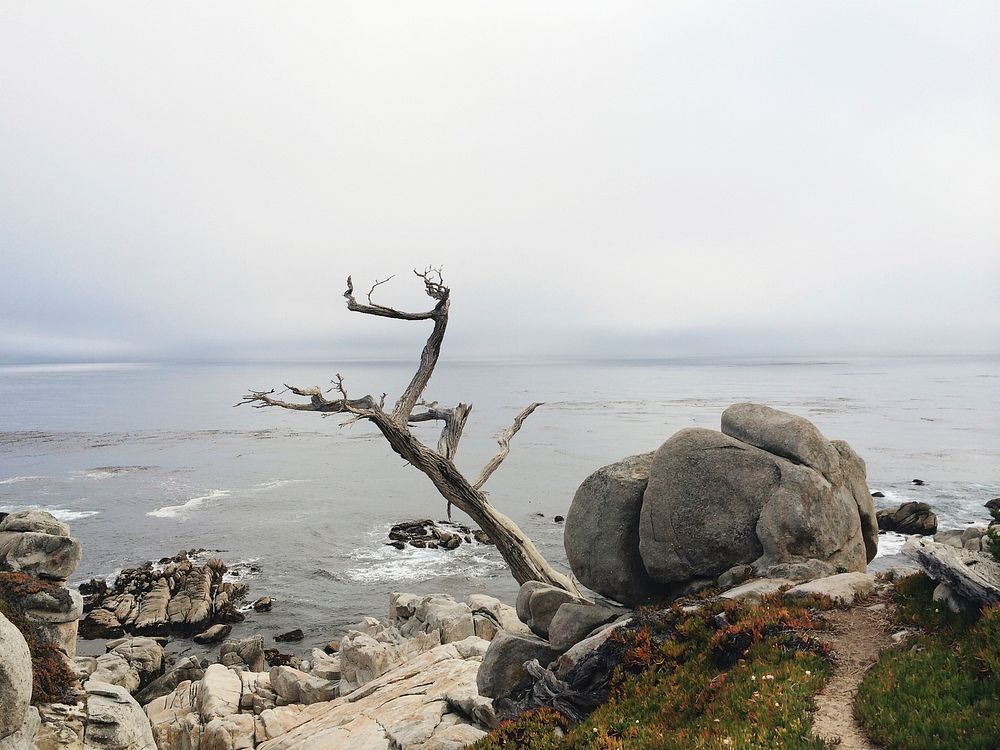 A dead tree jutting out from rocks on the seashore. Original public domain image from Wikimedia Commons