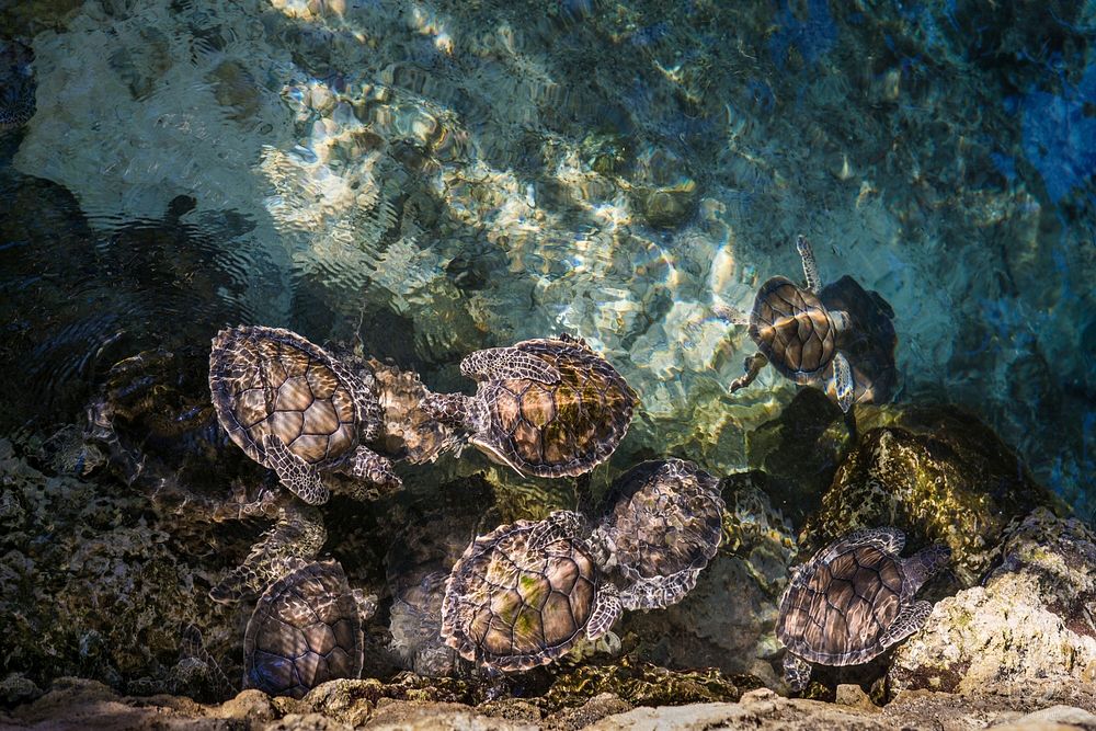 Turtles. Original public domain image from Wikimedia Commons