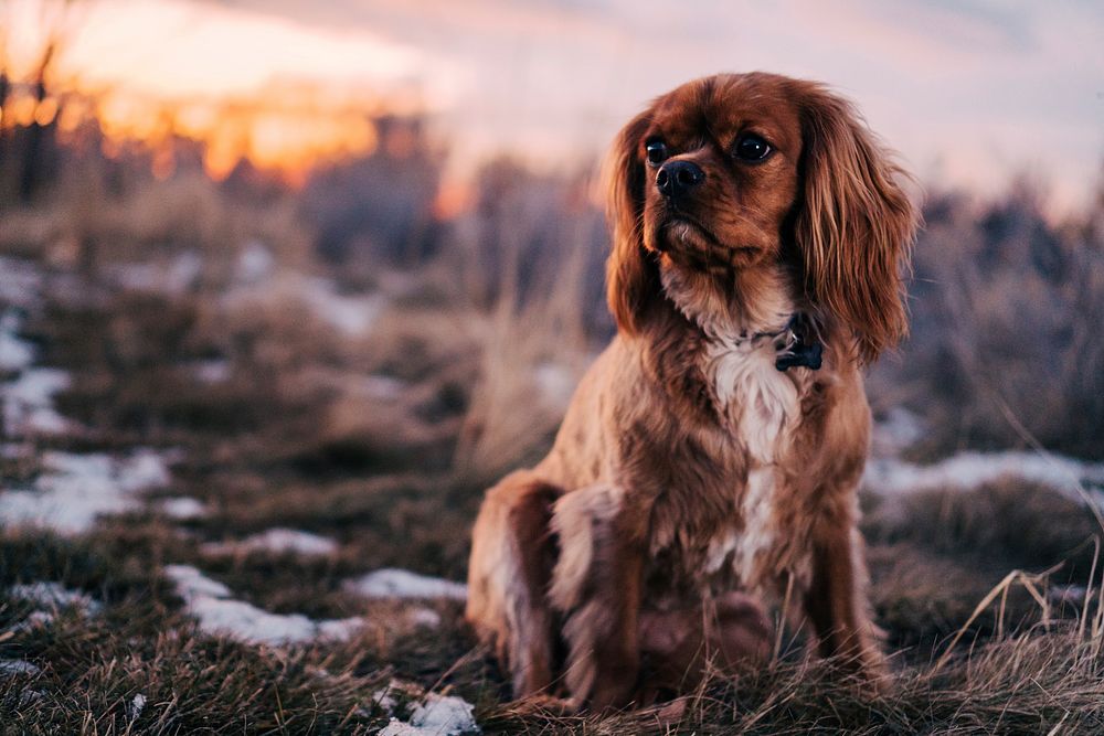 Golden retriever puppy sitting on dried grass field with ice at dawn. Original public domain image from Wikimedia Commons