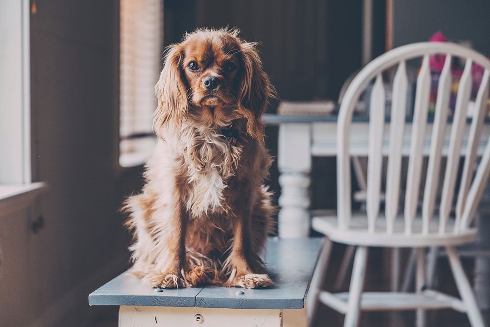 Cocker spaniel. Original public domain image from Wikimedia Commons