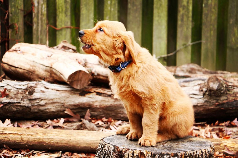 Barking dog standing on wood stump. Original public domain image from Wikimedia Commons