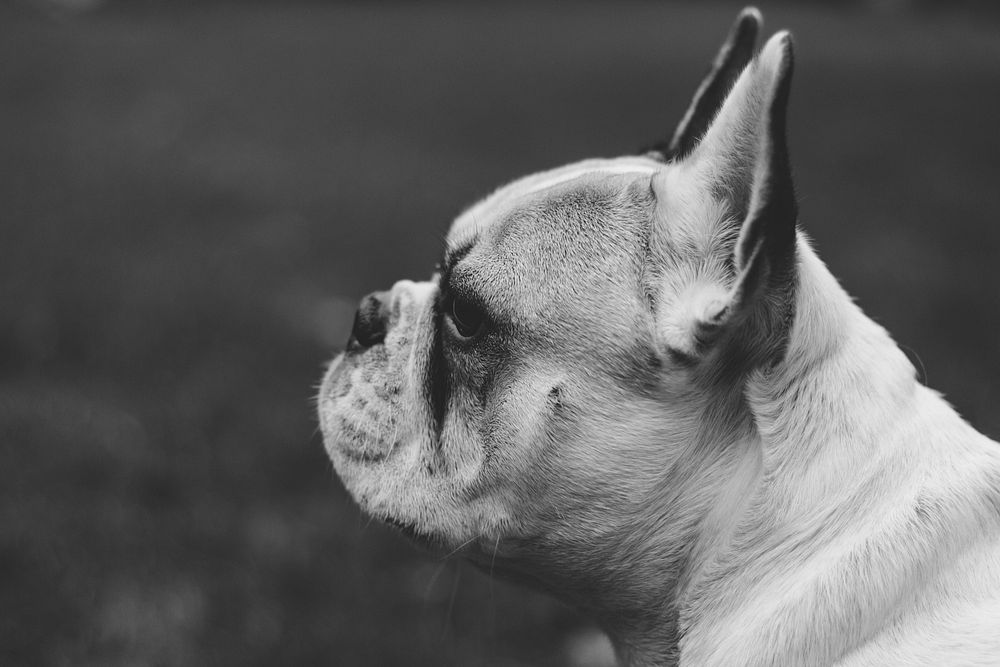 Portrait of a cute french bulldog outside. Original public domain image from Wikimedia Commons