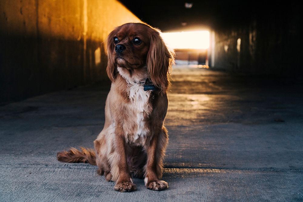 Fluffy brown puppy sitting in an alley. Original public domain image from Wikimedia Commons