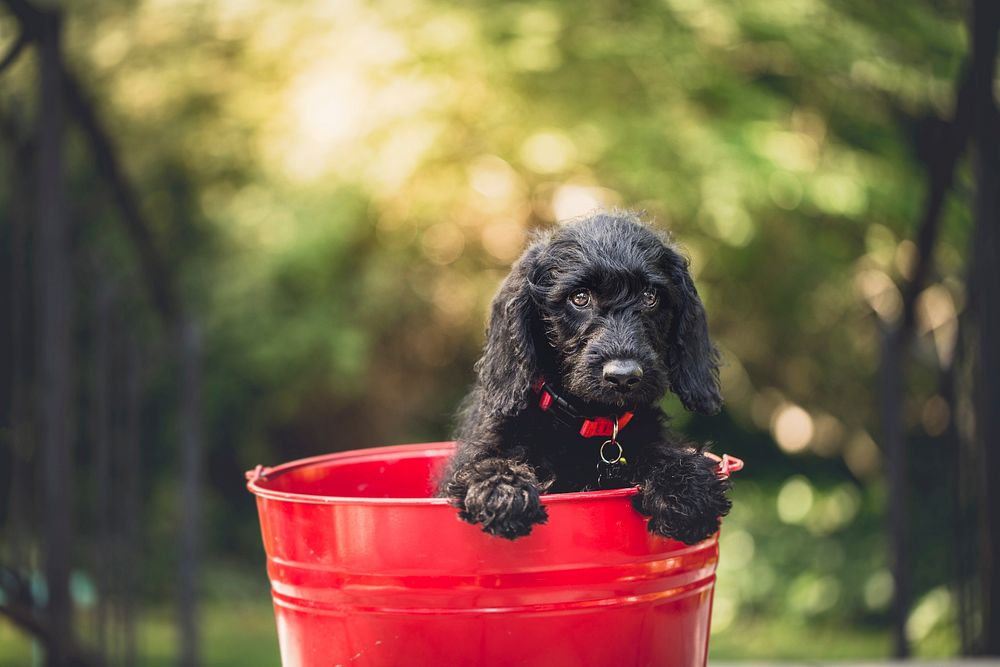 Black dog in red bucket. Original public domain image from Wikimedia Commons