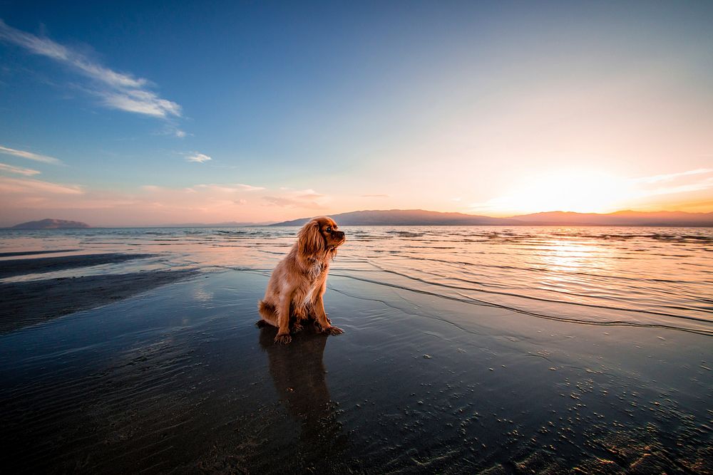 A brown fluffy dog sitting on the beach. Original public domain image from Wikimedia Commons