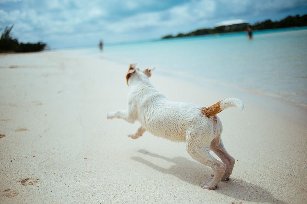 Puppy dog playing on the sand beach at Scotland Cay. Original public domain image from Wikimedia Commons