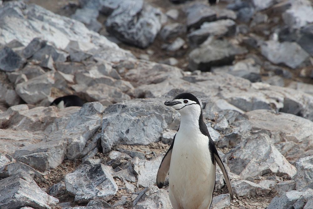 A penguin walking besides rocky mounds. Original public domain image from Wikimedia Commons