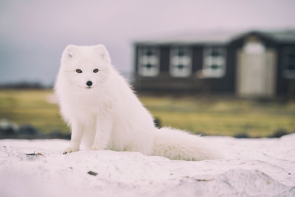 White artic fox is sitting and observing on the ground. Original public domain image from Wikimedia Commons