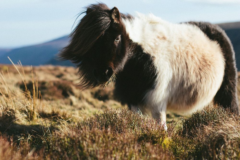 A shaggy piebald pony with a long mane grazing on thick grass. Original public domain image from Wikimedia Commons