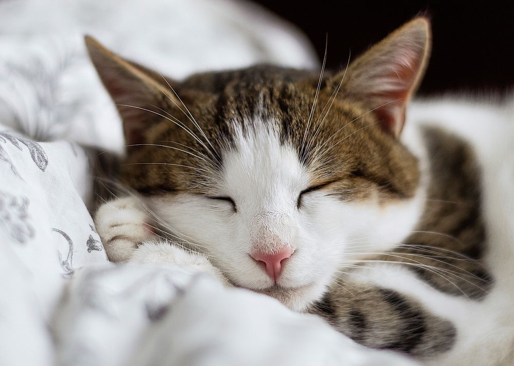 Close-up of a sleeping white and brown tabby cat. Original public domain image from Wikimedia Commons