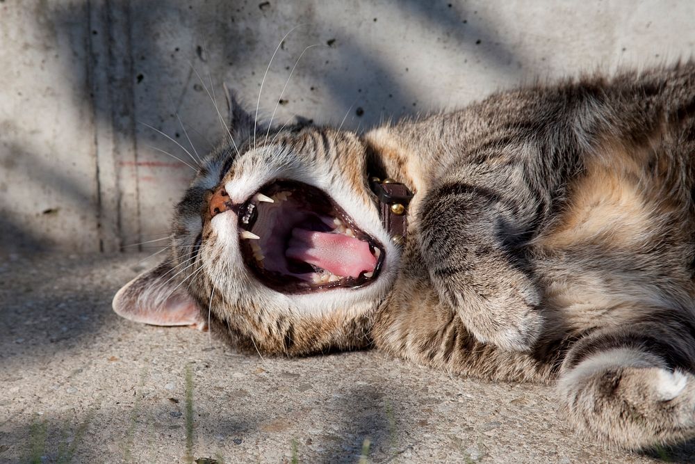 Cat yawning while lying down on the cement floor. Original public domain image from Wikimedia Commons