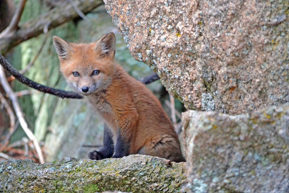 Baby fox beside a tangle of vines and branches and mossy rocks. Original public domain image from Wikimedia Commons