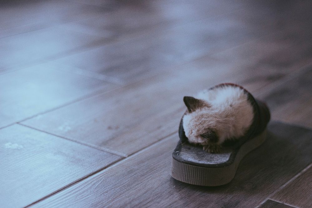 Kitten tucked inside a slipper on wood tiles. Original public domain image from Wikimedia Commons