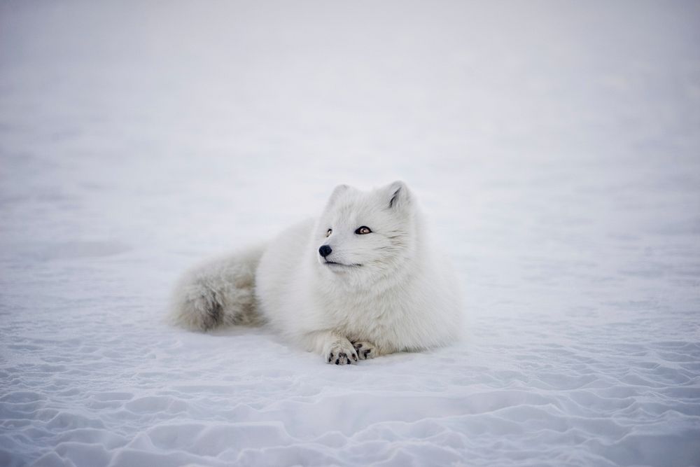 Arctic fox sits in the ice and snow in the winter. Original public domain image from Wikimedia Commons
