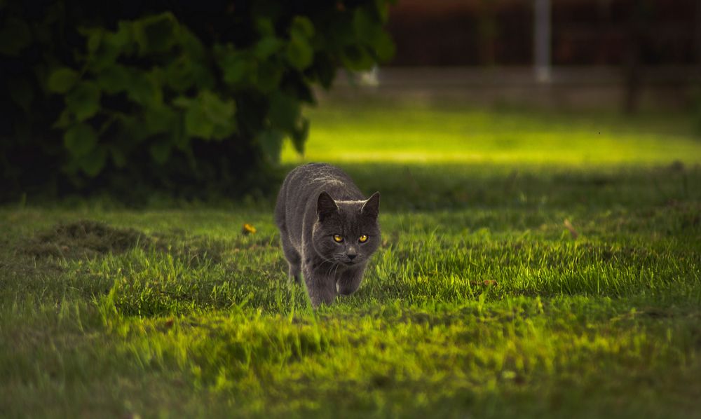 A British Shorthair cat sneaking around in a backyard. Original public domain image from Wikimedia Commons