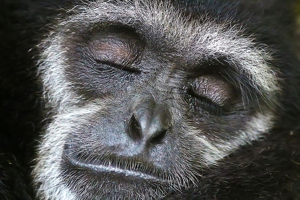 Dreaming gibbon. Original public domain image from Wikimedia Commons