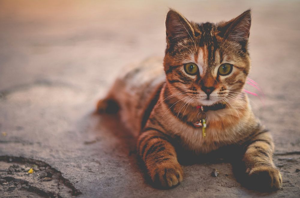 A cute kitten with collar lying on cement floor. Original public domain image from Wikimedia Commons