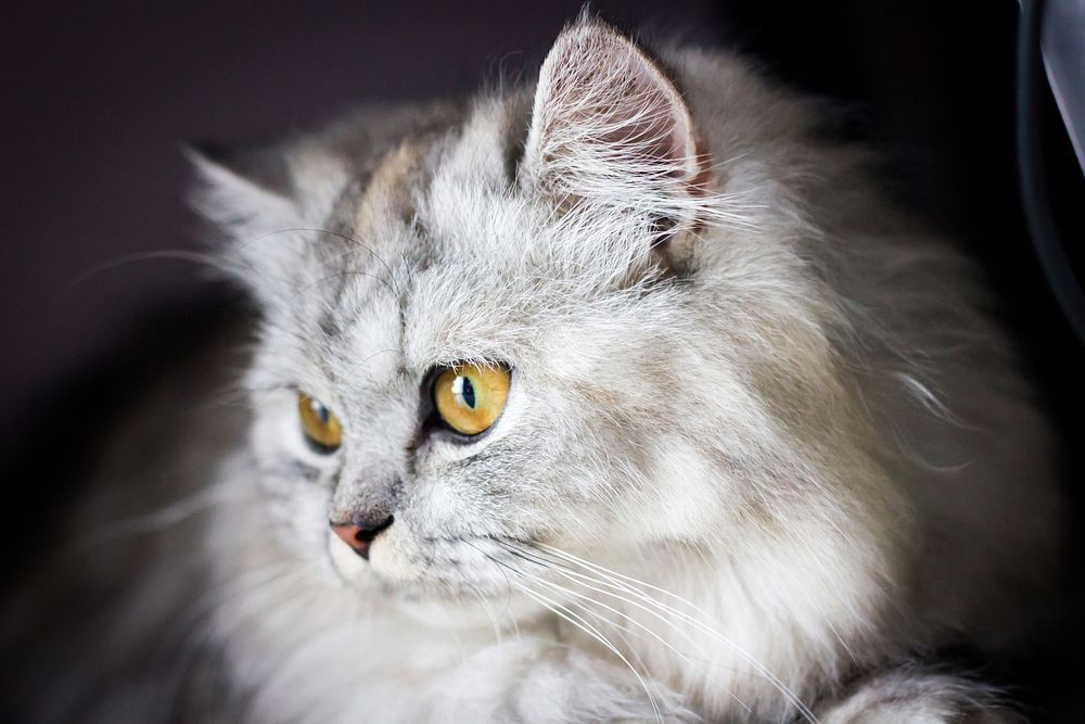 Close-up of a gray long-haired cat. Original public domain image from Wikimedia Commons