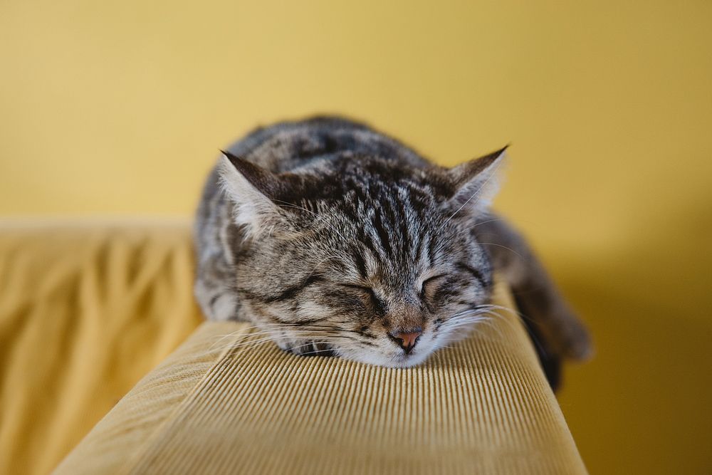 A tabby cat sleeping on an a couch armrest. Original public domain image from Wikimedia Commons