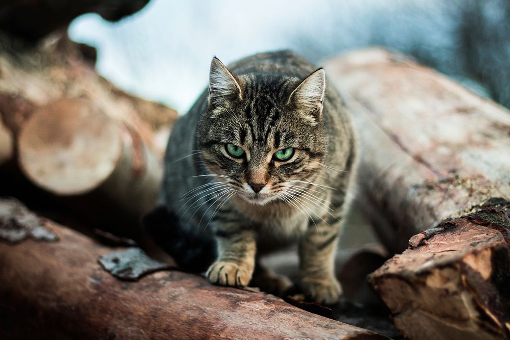 A green-eyed tabby on wood logs creeping towards the camera. Original public domain image from Wikimedia Commons