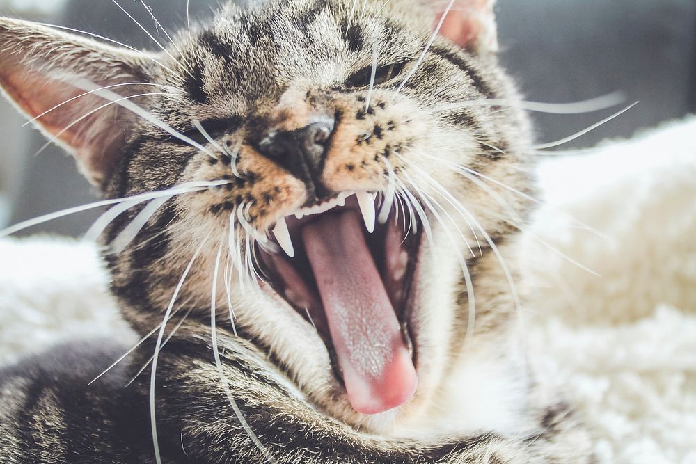 A kitten baring its teeth in a yawn. Original public domain image from Wikimedia Commons