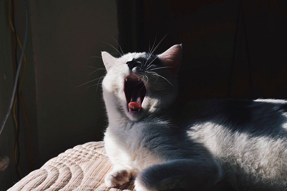Sun lit gray haired cat yawning. Original public domain image from Wikimedia Commons
