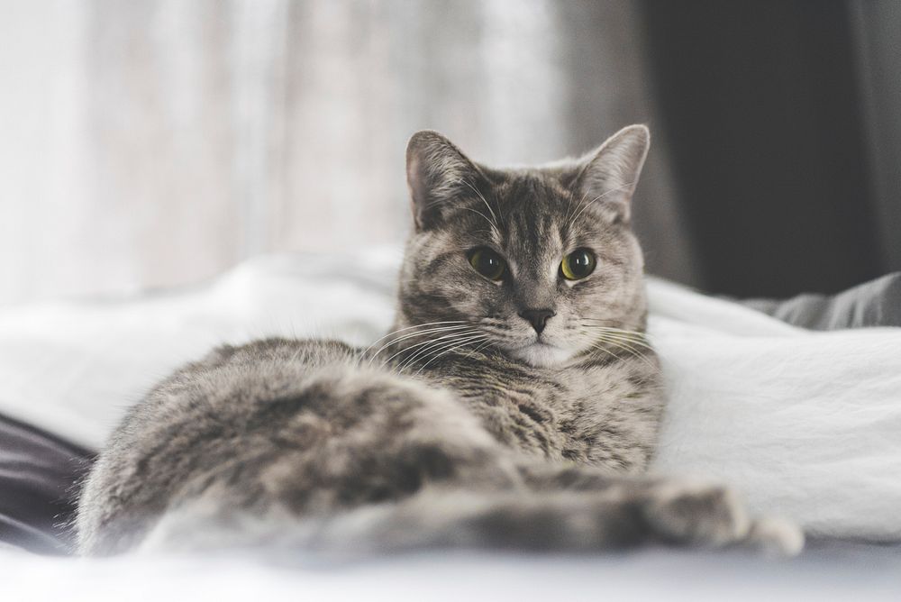 Gray cat lying on bed. Original public domain image from Wikimedia Commons