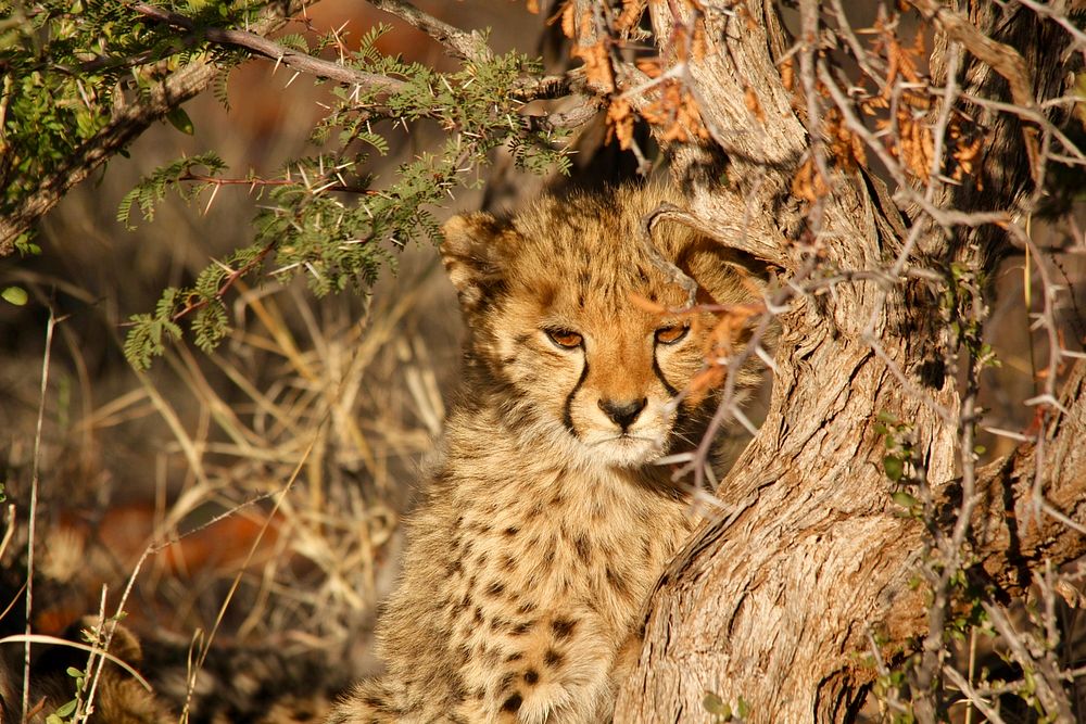 A cheetah cub sitting on a tree. Original public domain image from Wikimedia Commons