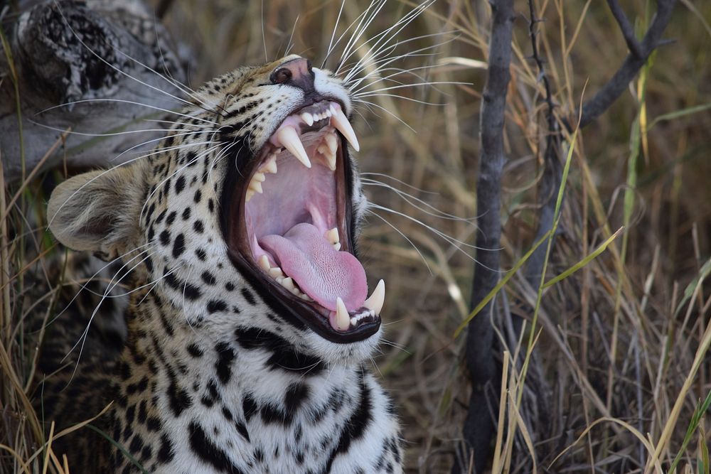 Leopard with big whiskers yawning and showing huge teeth.Original public domain image from Wikimedia Commons