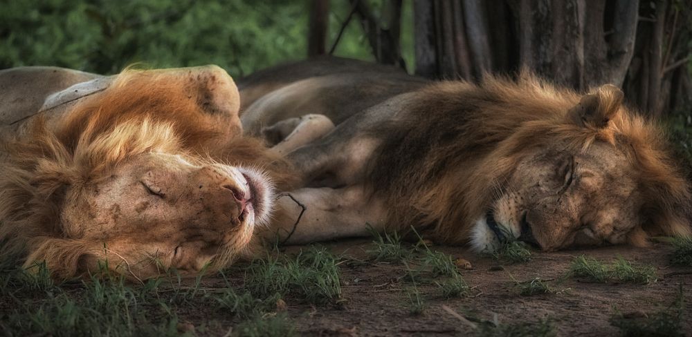 Two lions sleeping next to each other. Original public domain image from Wikimedia Commons