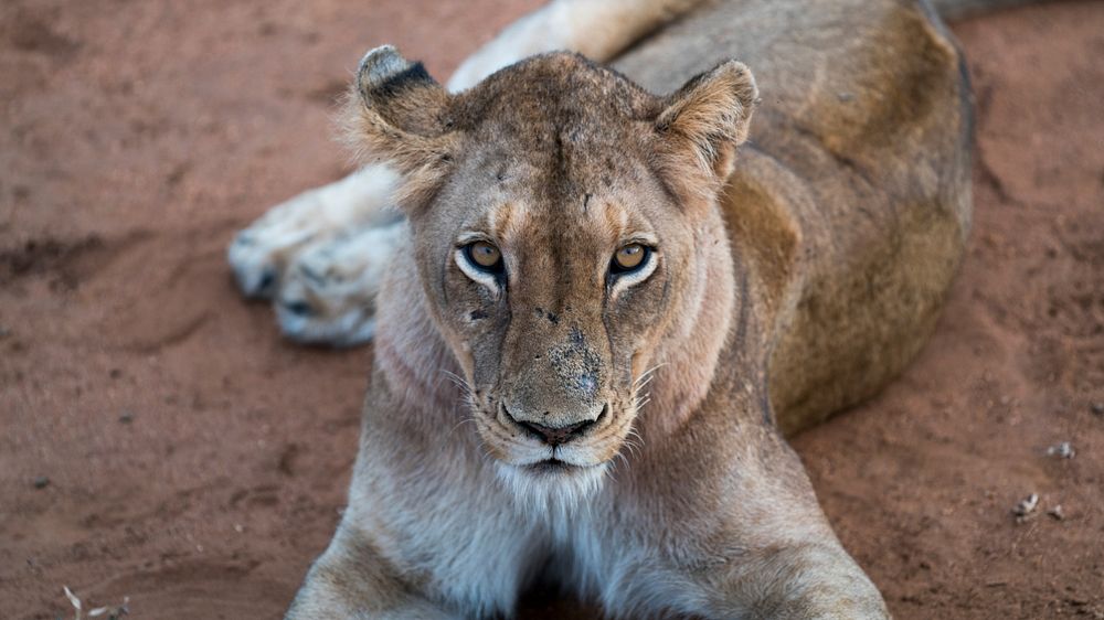 Fierce lioness staring into the camera while lying on dusty road. Original public domain image from Wikimedia Commons