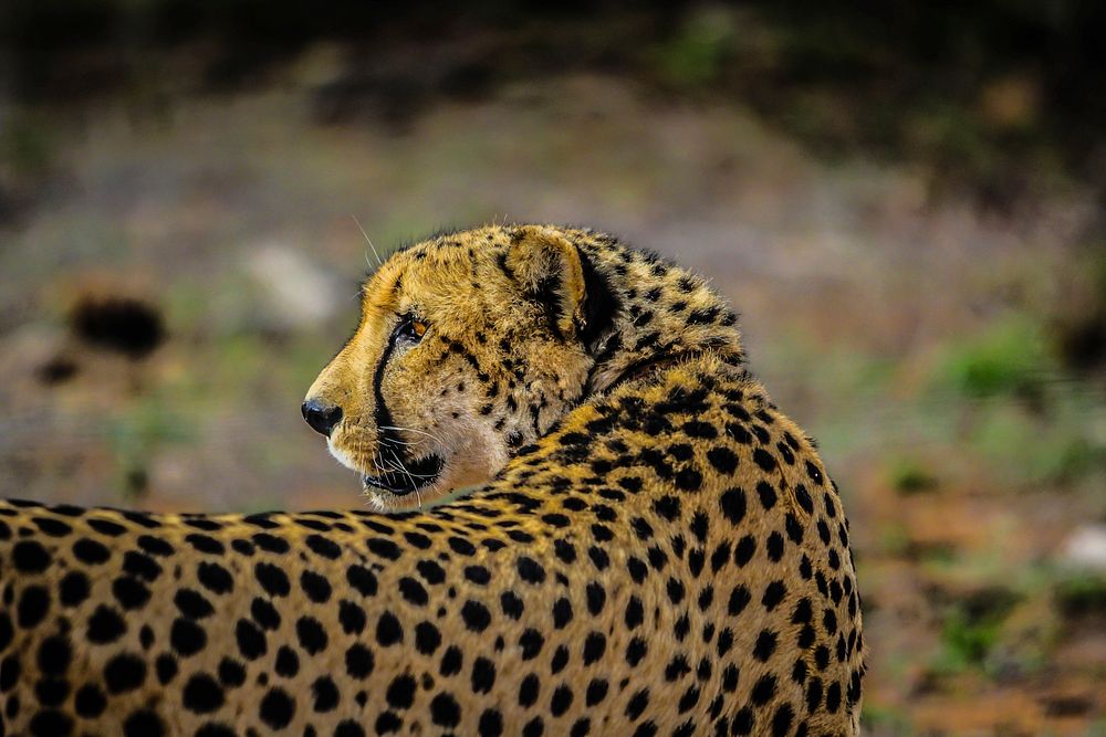 A cheetah turning its head to the side. Original public domain image from Wikimedia Commons