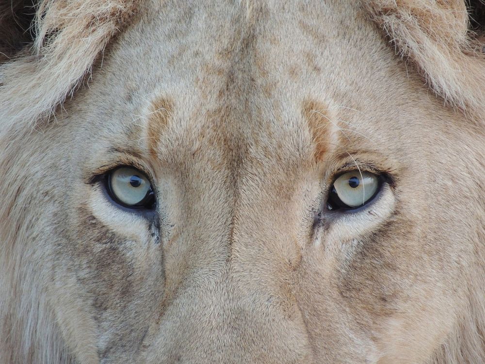A close-up of a lion's eyes. Original public domain image from Wikimedia Commons