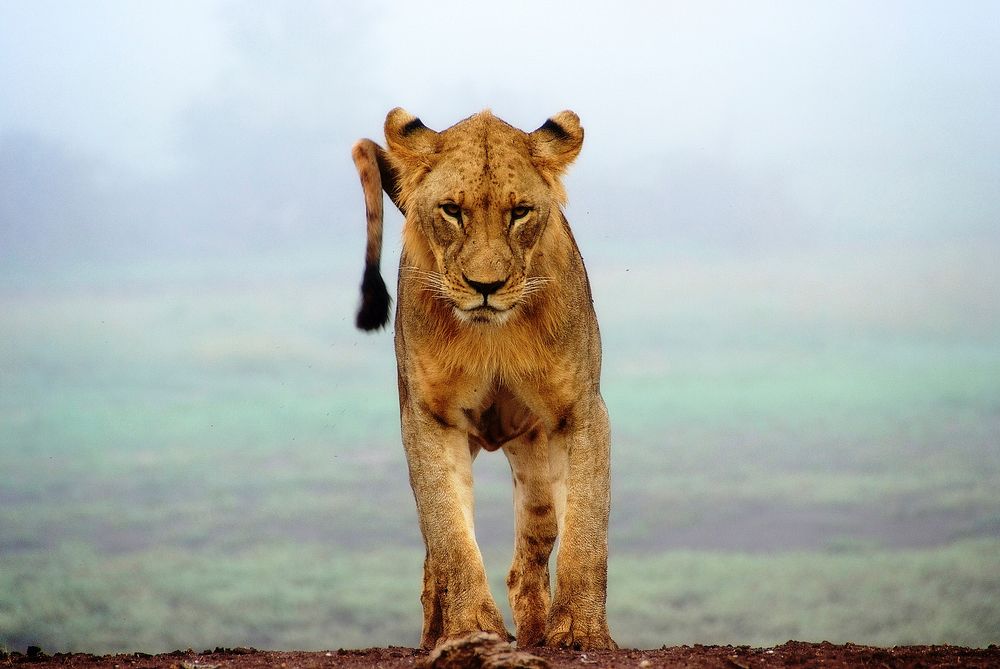 A female lion standing on a ledge in a threatening pose. Original public domain image from Wikimedia Commons