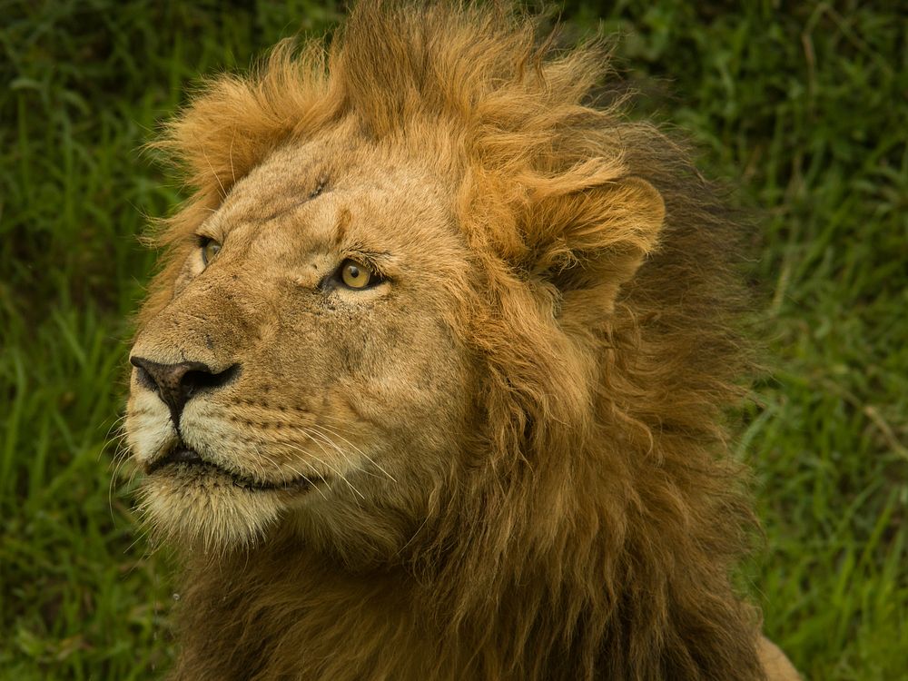 Male lion with scruffy mane and grass in background. Original public domain image from Wikimedia Commons