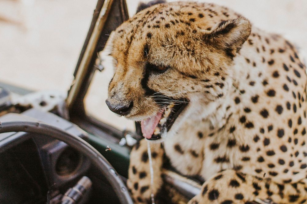 A macro of a cheetah with a line of saliva hanging from its mouth and leaning into a car from the driver's window. Original…