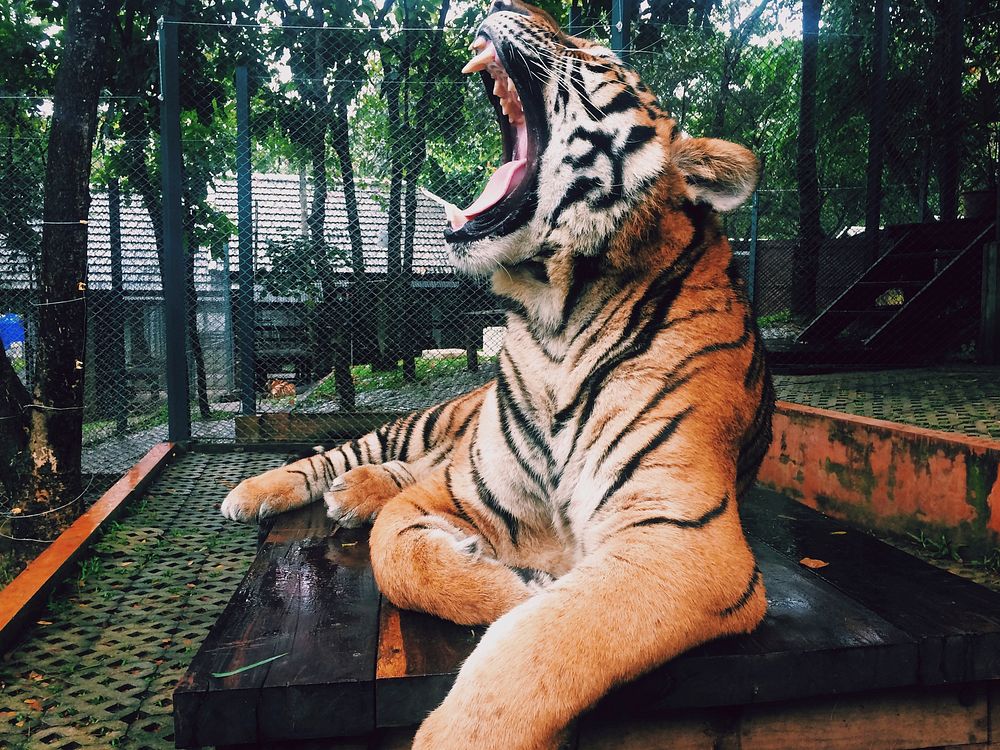 A tiger lying on a wooden platform in a cage and roaring. Original public domain image from Wikimedia Commons